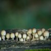 COPRINUS Sp-16